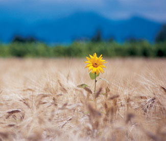 One Yellow Flower in a field of brown grain
